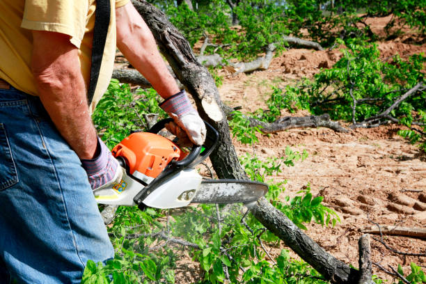 Best Tree Cutting Near Me  in Socastee, SC